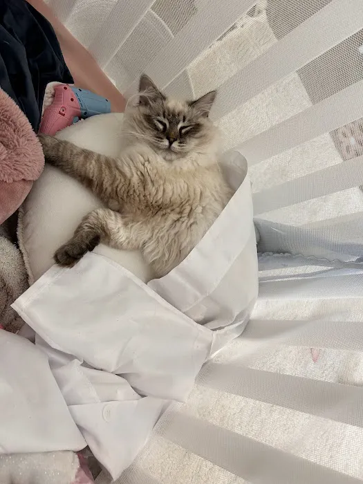Hillcrest Manor Siberians of MD 12