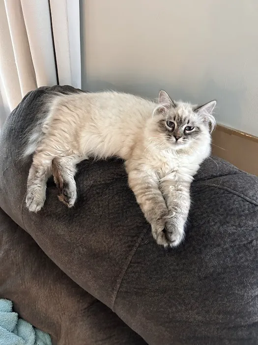 Hillcrest Manor Siberians of MD 12