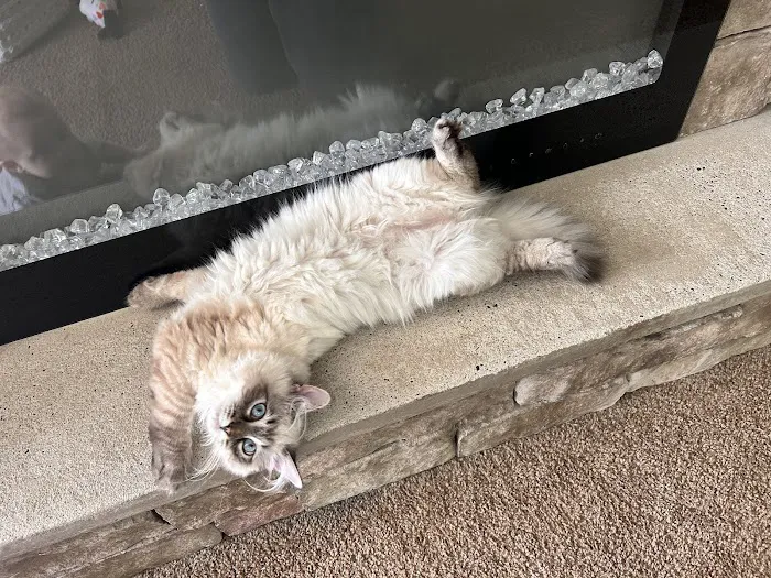 Hillcrest Manor Siberians of MD 12