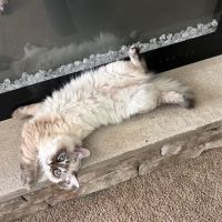 Hillcrest Manor Siberians of MD ico