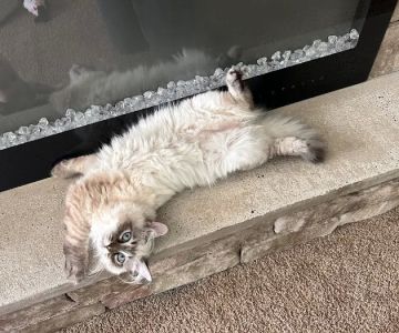 Hillcrest Manor Siberians of MD
