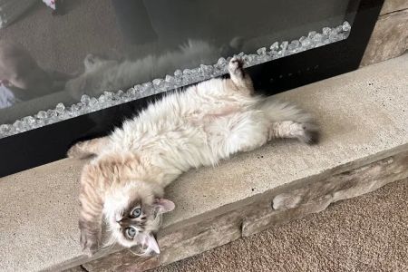 Hillcrest Manor Siberians of MD