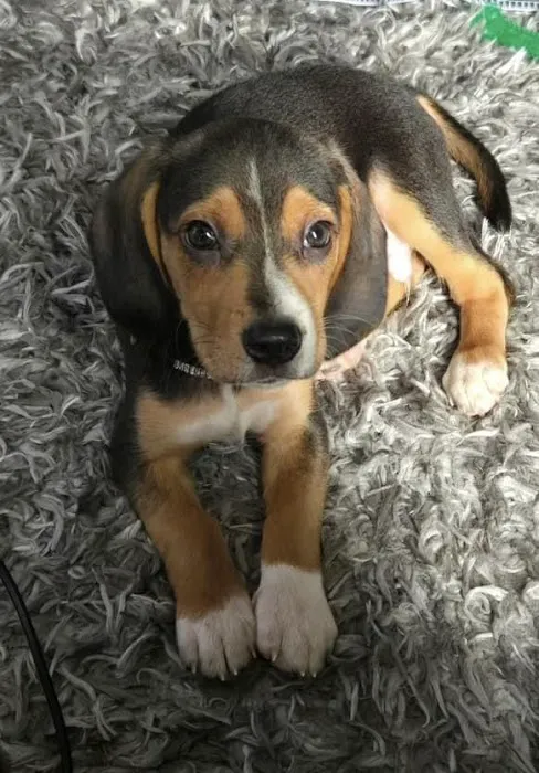 Tlc For Pets 2