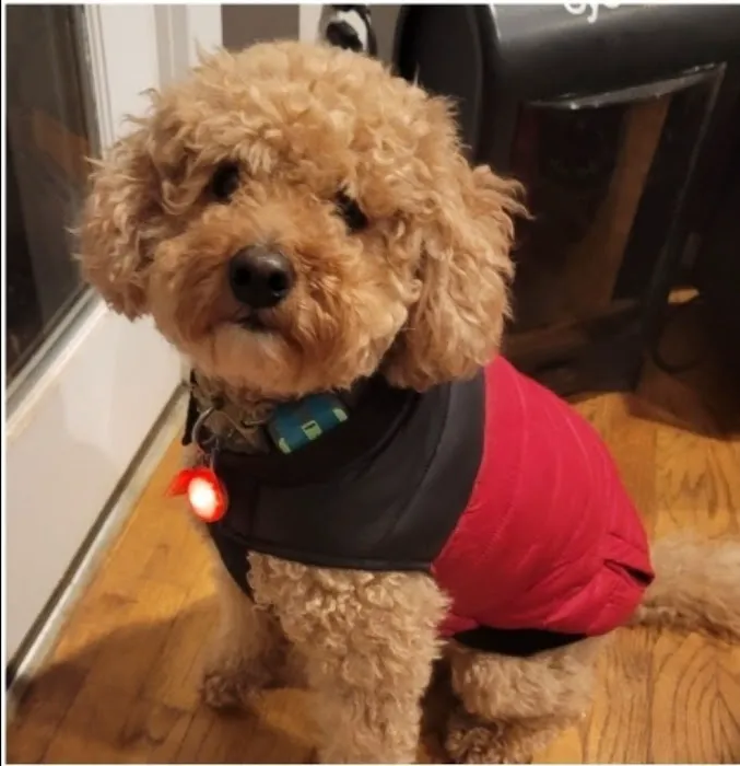 Tlc For Pets 8