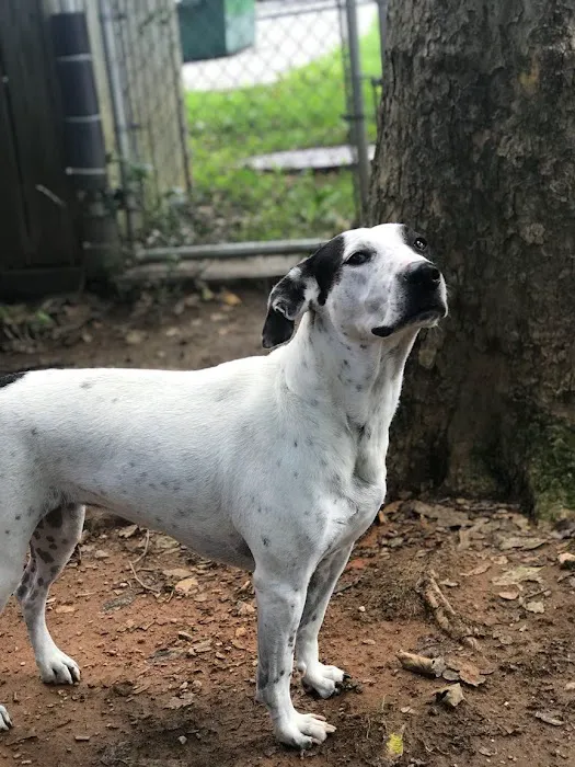 Tlc For Pets 3