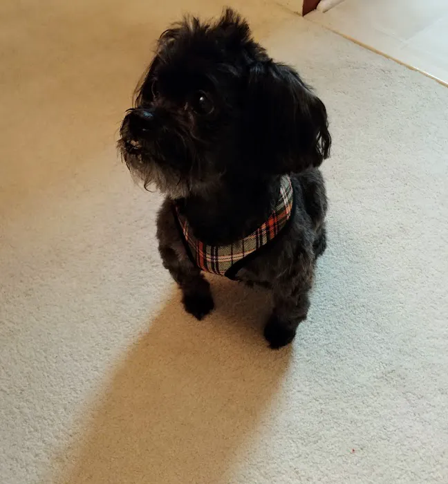 Tlc For Pets 7