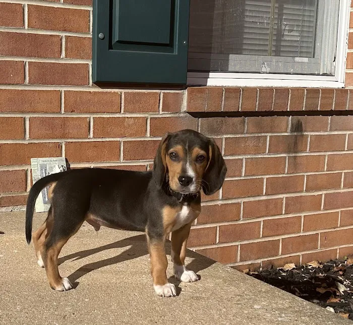 Tlc For Pets 4