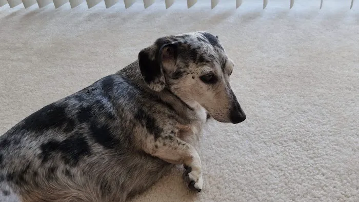 Tlc For Pets 1