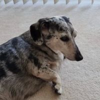 Tlc For Pets ico