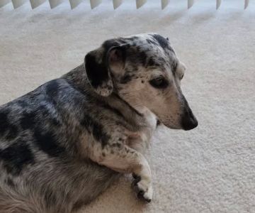 Tlc For Pets