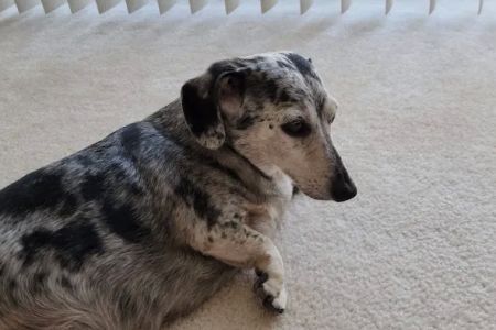 Tlc For Pets