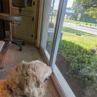 Route 140 Veterinary Hospital Inc: Flick Farle W DVM ico