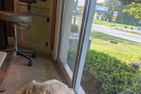 Route 140 Veterinary Hospital Inc: Flick Farle W DVM