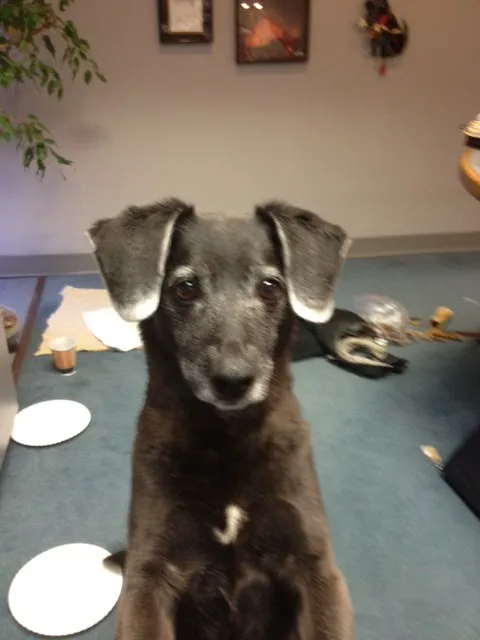 Route 140 Veterinary Hospital, Inc. 12
