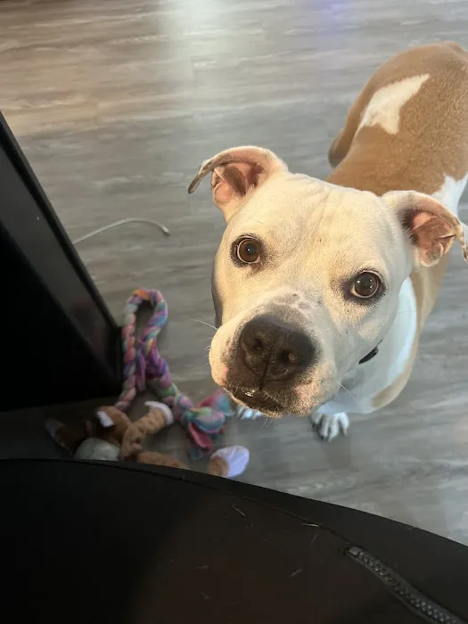 Banfield Pet Hospital 6