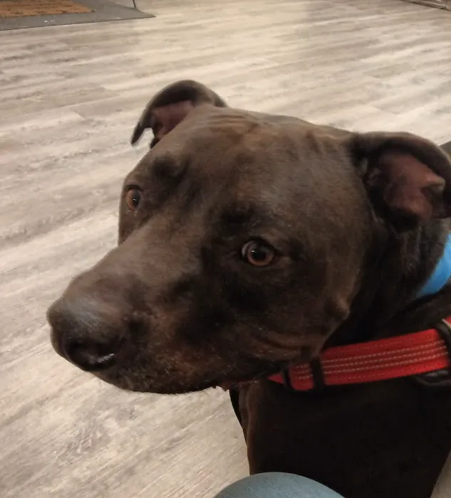 Pet Wellness Clinic 8