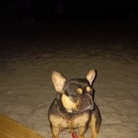 Pet Wellness Clinic ico