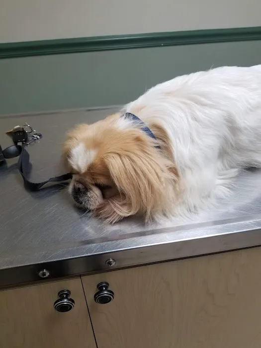 Anne Arundel Veterinary Hospital 4