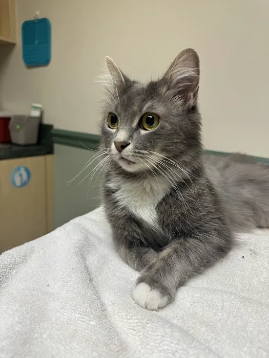 Anne Arundel Veterinary Hospital 5