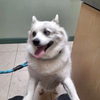 Anne Arundel Veterinary Hospital ico