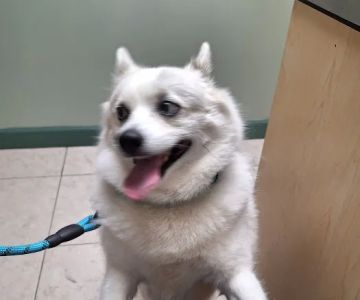 Anne Arundel Veterinary Hospital