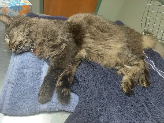 Anne Arundel Veterinary Hospital 9