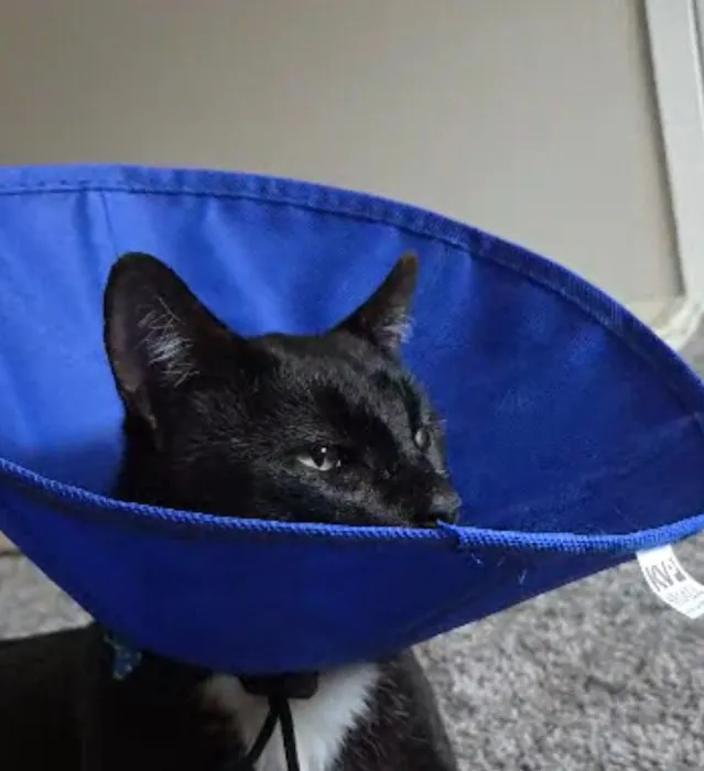 Anne Arundel Veterinary Hospital 10