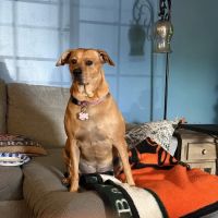Everhart Veterinary Hospital: Goodman Robert Z DVM ico