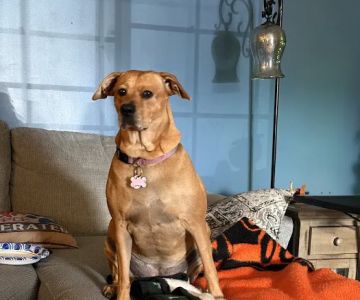 Everhart Veterinary Hospital: Goodman Robert Z DVM