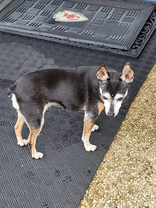 Everhart Veterinary Hospital: Goodman Robert Z DVM 7