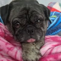 Pasadena Animal Hospital ico
