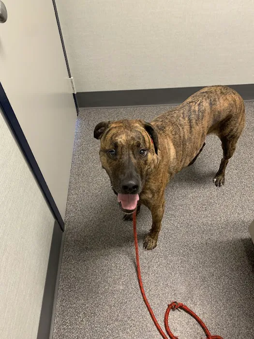 Pasadena Animal Hospital 5