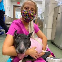 Lake Shore Pet Hospital ico