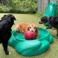 Arnold Pet Station ico