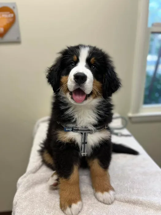 Arnold Pet Station 3