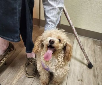 Happy Tails Veterinary Hospital