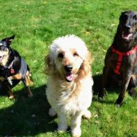 Main Street Veterinary Hospital ico