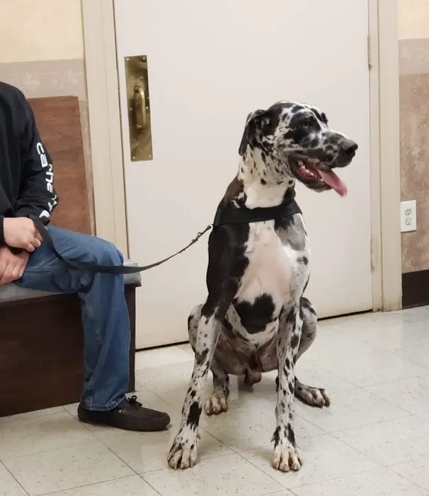 Main Street Veterinary Hospital 7