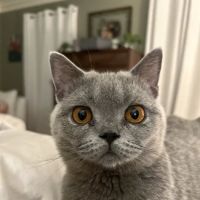 Britland Cattery ico