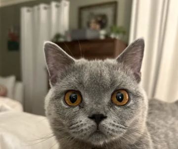 Britland Cattery