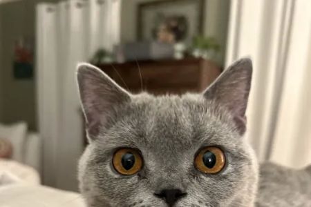 Britland Cattery