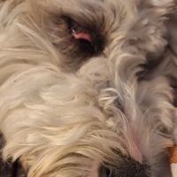 Eye Care for Animals - York Rd ico