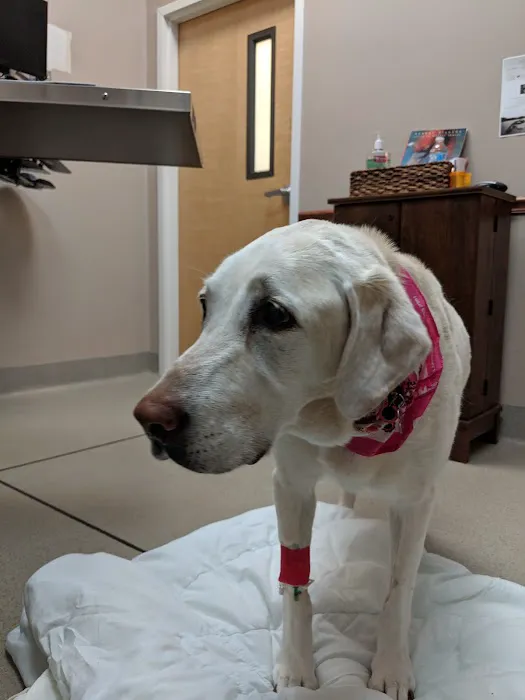 Chesapeake Veterinary Surgical Specialists 2