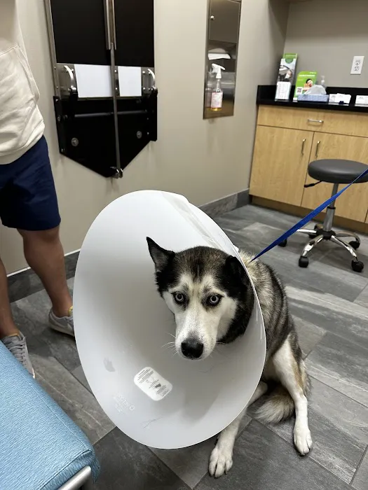 Chesapeake Veterinary Surgical Specialists 8