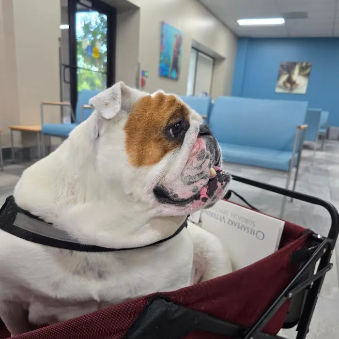Chesapeake Veterinary Surgical Specialists 1