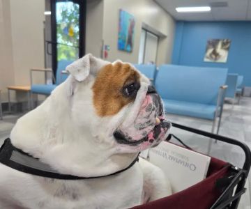 Chesapeake Veterinary Surgical Specialists