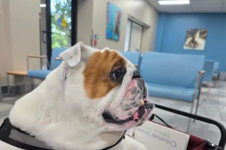 Chesapeake Veterinary Surgical Specialists
