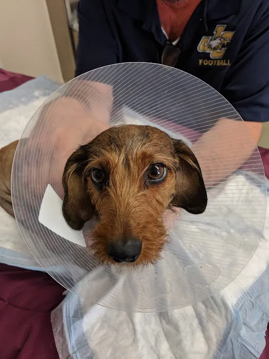 Chesapeake Veterinary Surgical Specialists 9