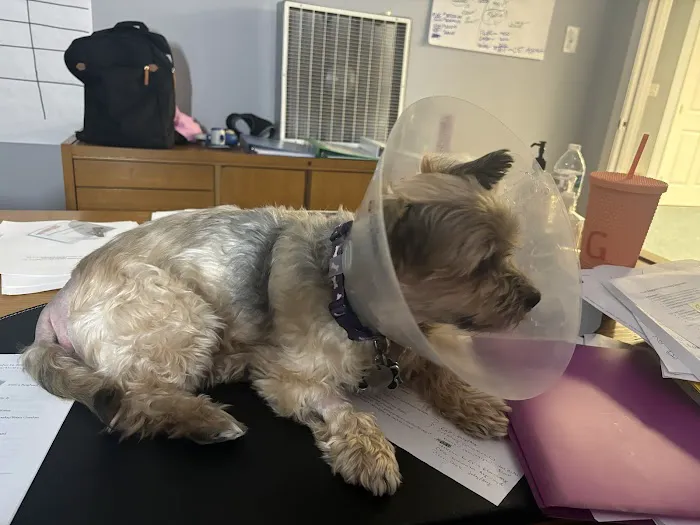 Chesapeake Veterinary Surgical Specialists 4