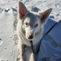 Veterinary Neurology & Imaging of the Chesapeake ico